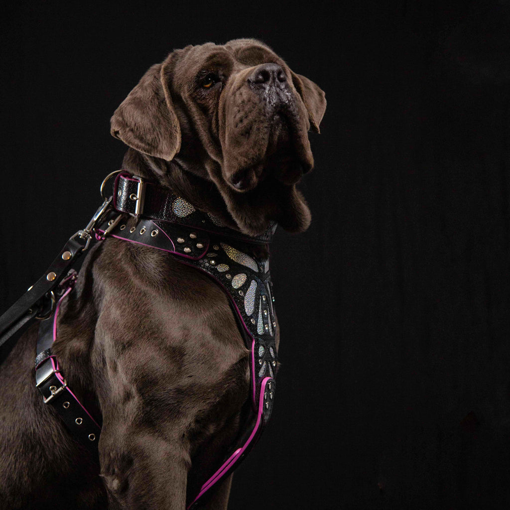 The "Ariel" collar-4