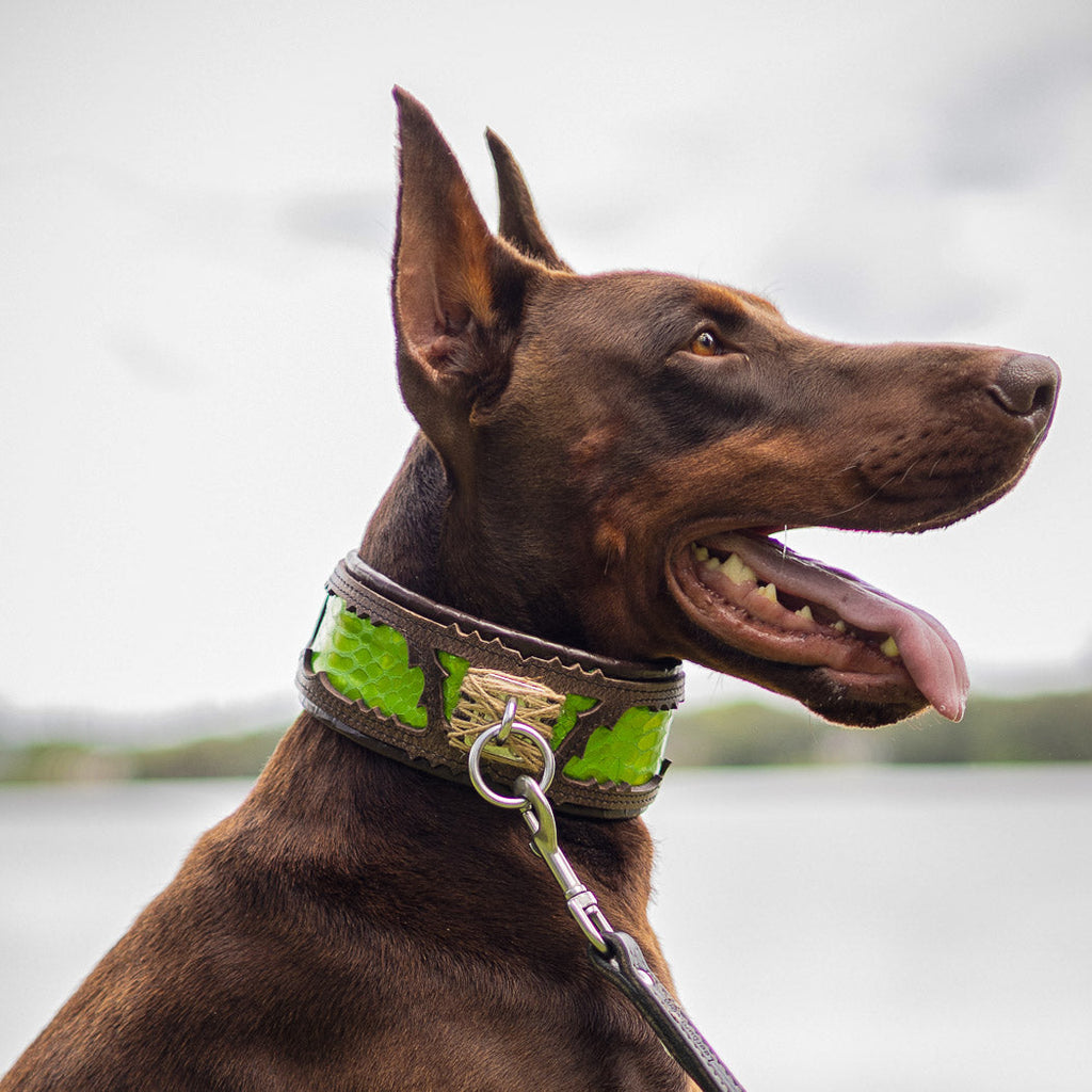 The ''Venom'' collar-3