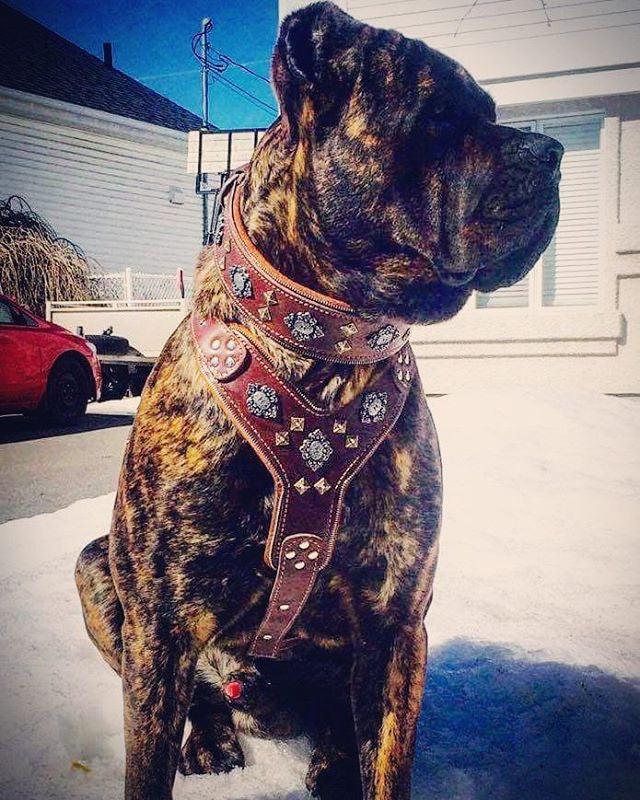 The "Aztec" big dogs harness BROWN-3