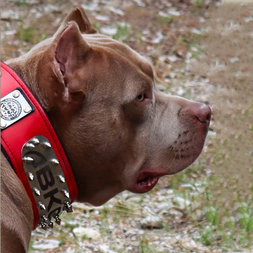 The ABKC Collar-3