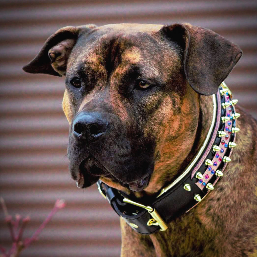 The Candy Dog Collar Black-3