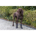 Dog shoes Trixie 19410 Black-10