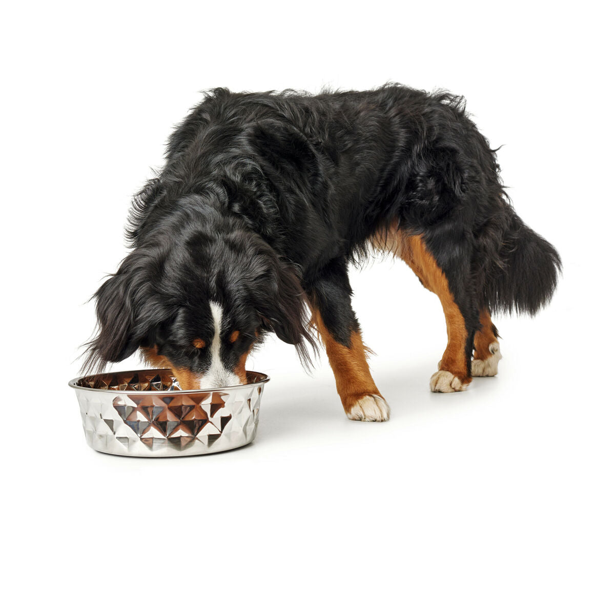 Dog Feeder Hunter Silicone Stainless steel 1,05 L-6