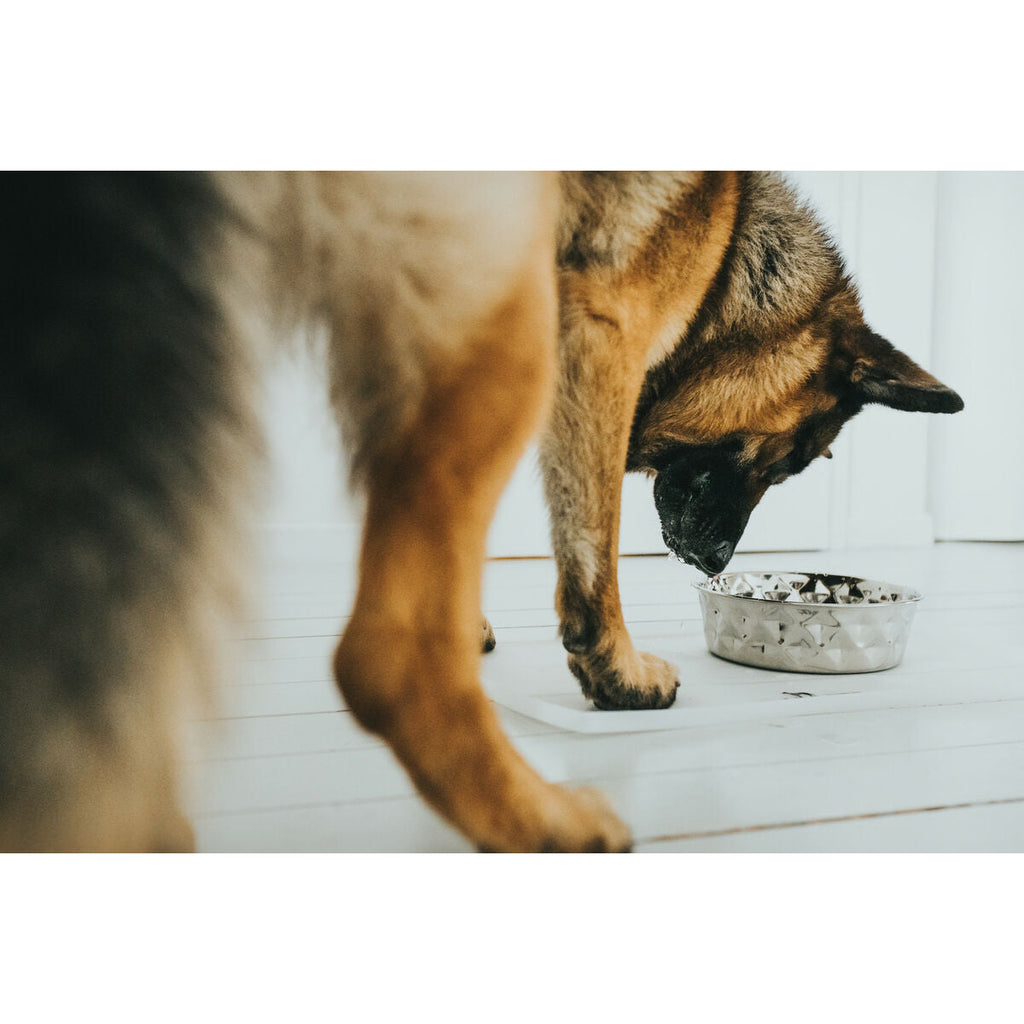 Dog Feeder Hunter Silicone Stainless steel 1,05 L-4