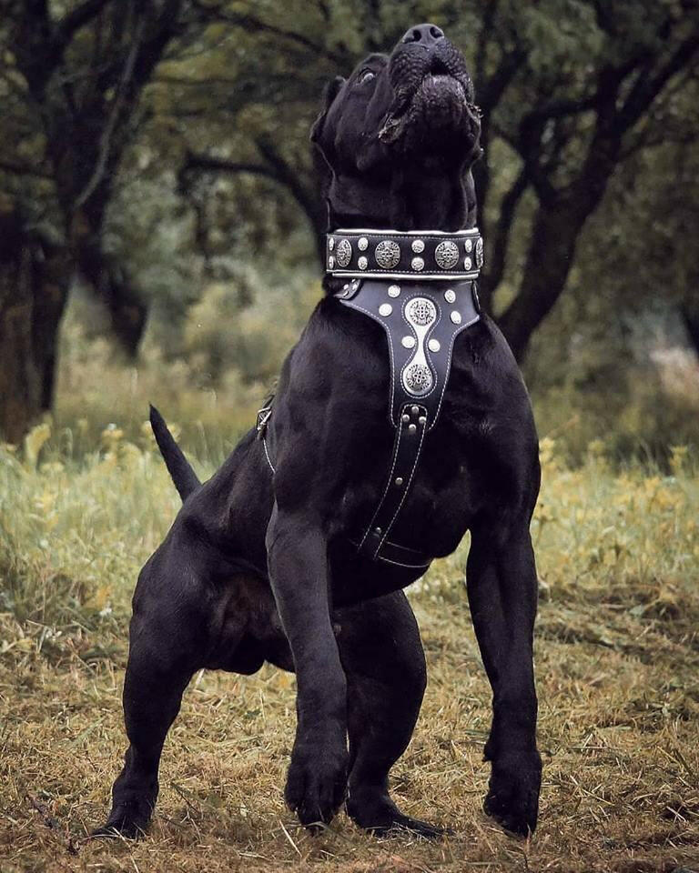 "Hektor" collar-2