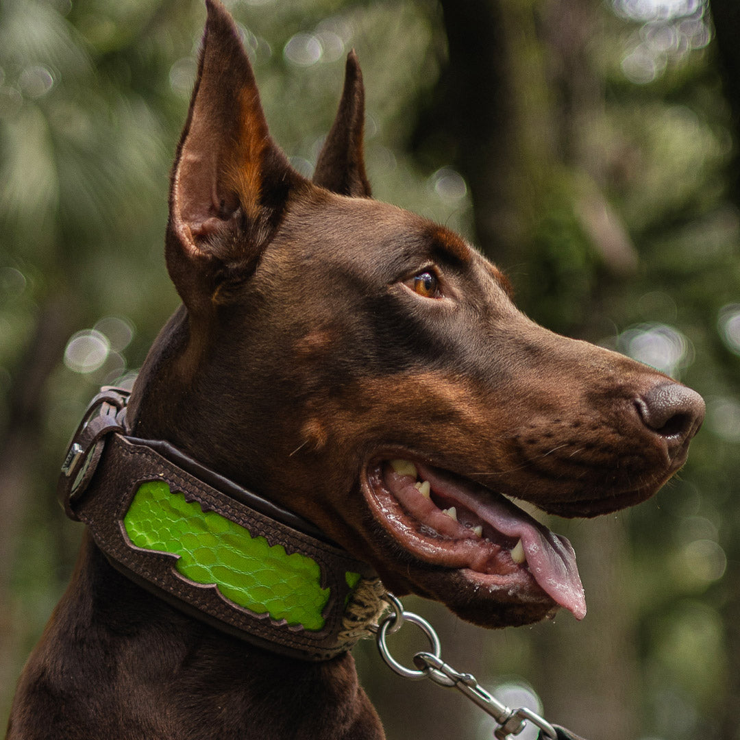 The ''Venom'' collar-4