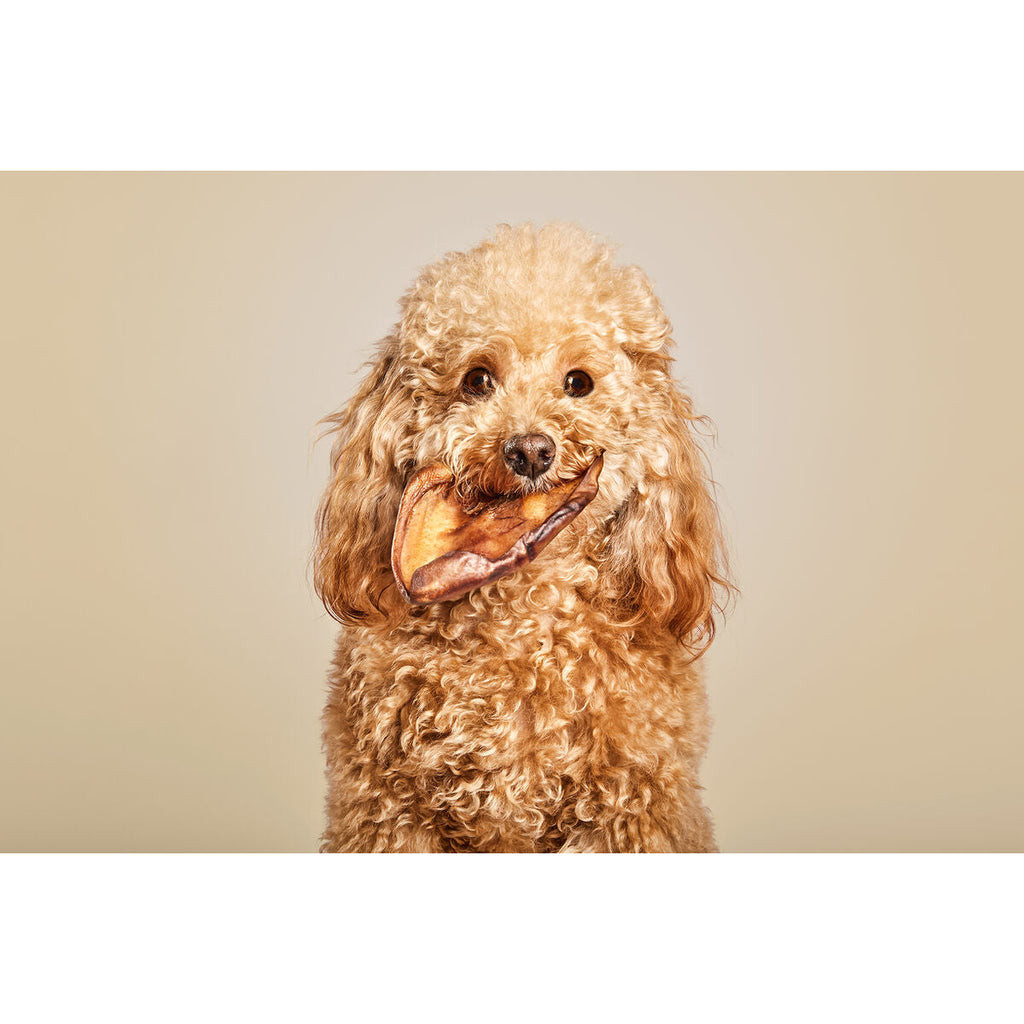 Dog Snack Snackys Pig Ear 10 Units-4