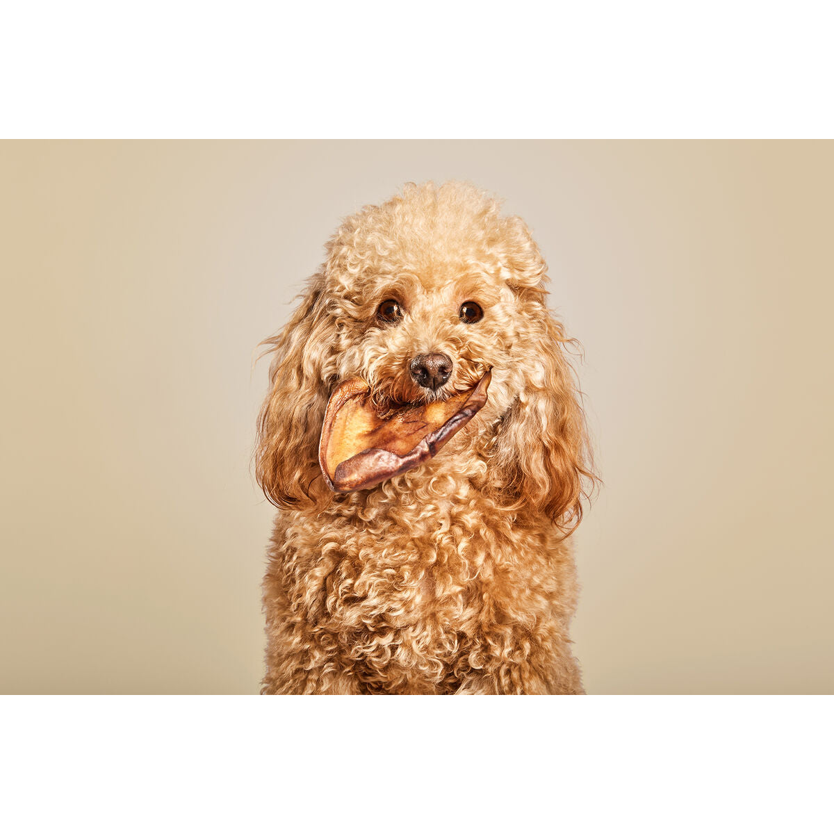 Dog Snack Snackys Pig Ear 10 Units-4