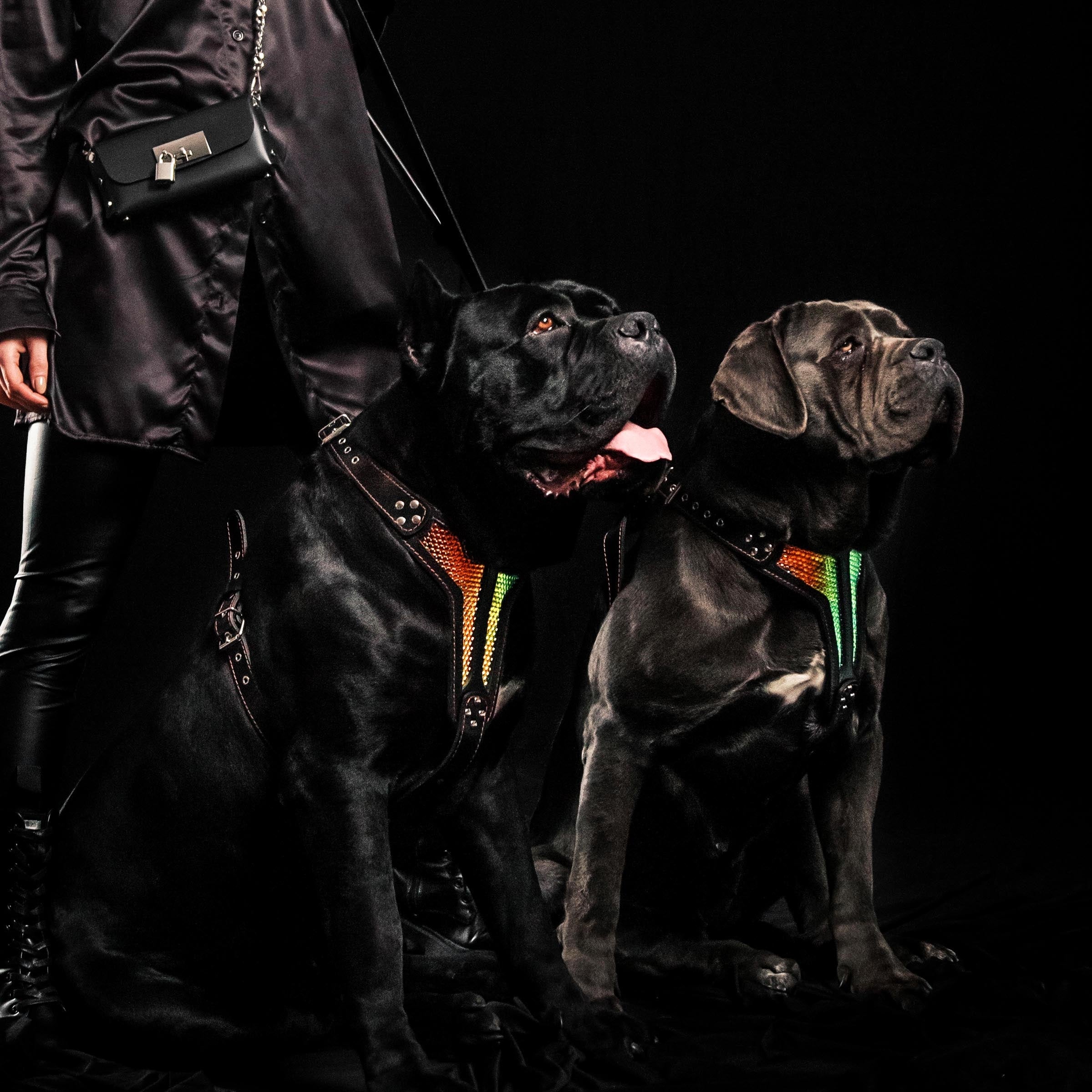The ''D`Albertis'' harness LIMITED-2