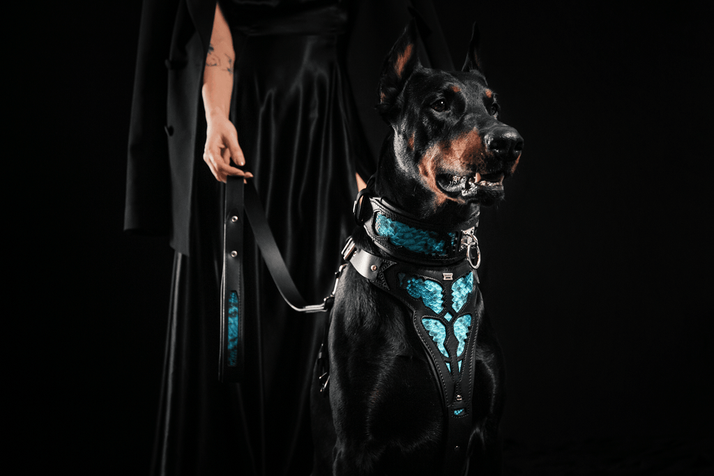 The ''Morelia Python'' collar-3