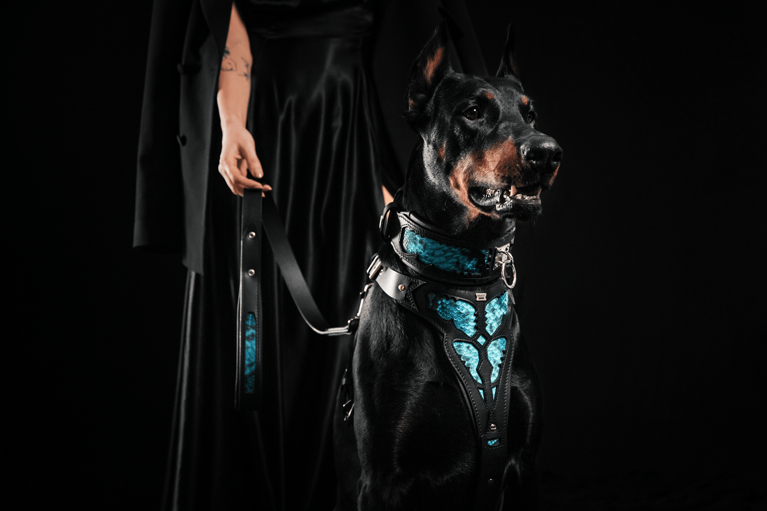 The ''Morelia Python'' collar-3
