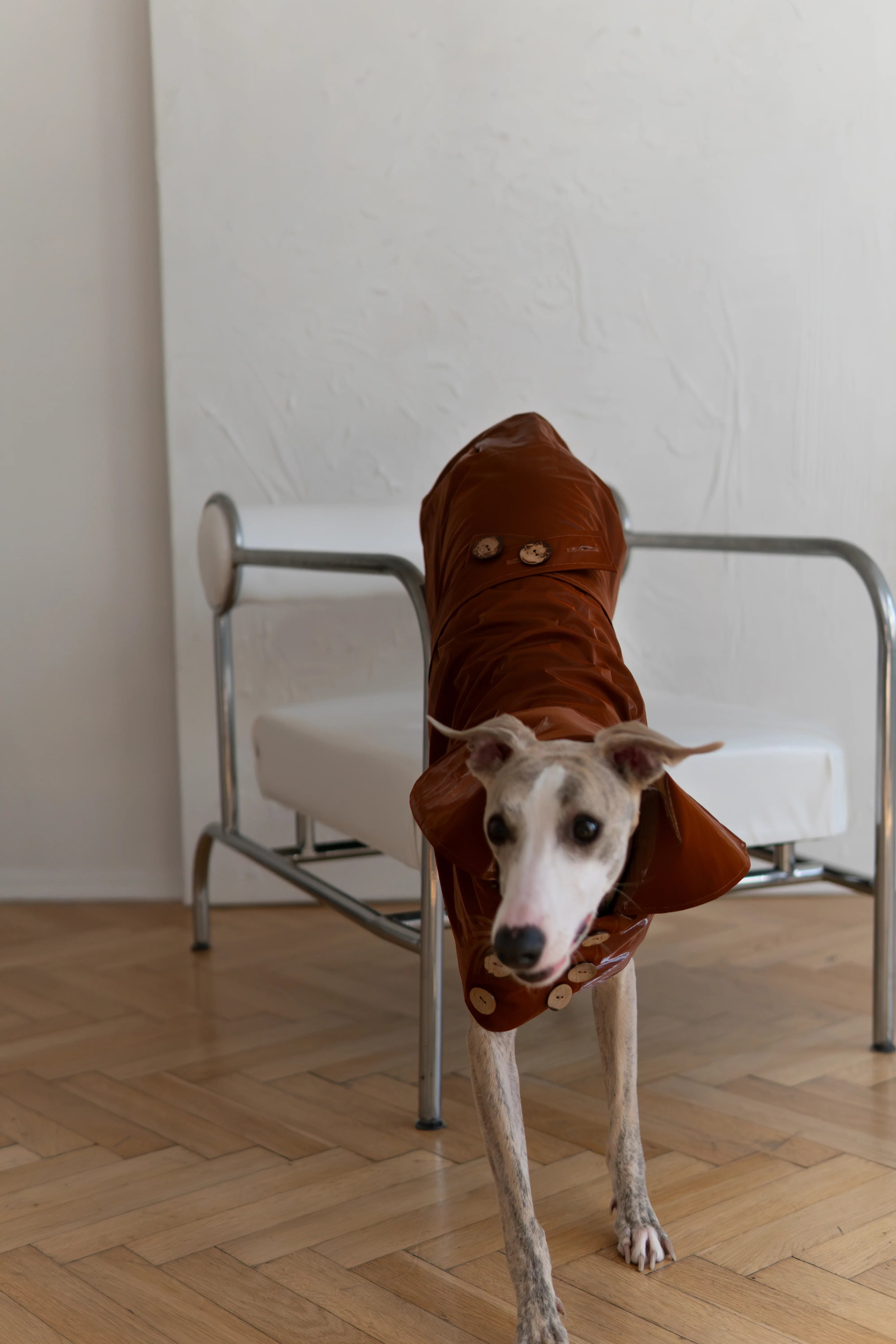 Water-repellent Dog Trench Coat - Chocolate Brown-2