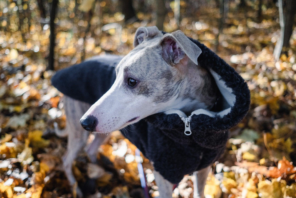 Woolen Dog Vest - Charcoal-2