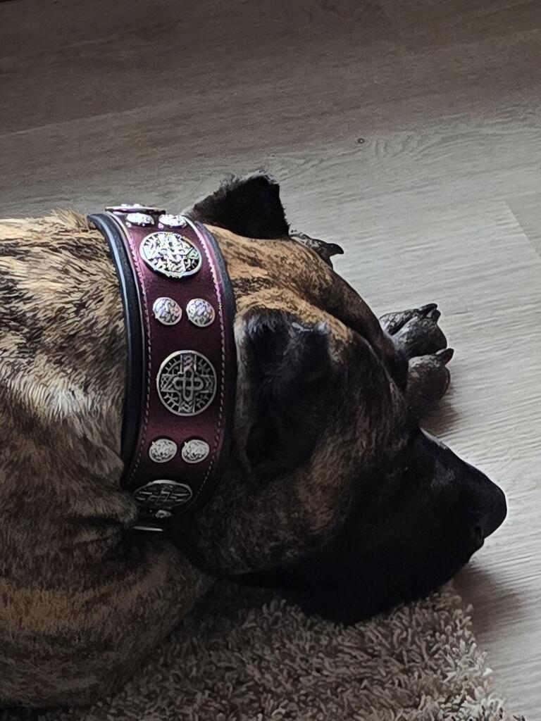 The "Hektor" Burgundy Collar LIMITED-2