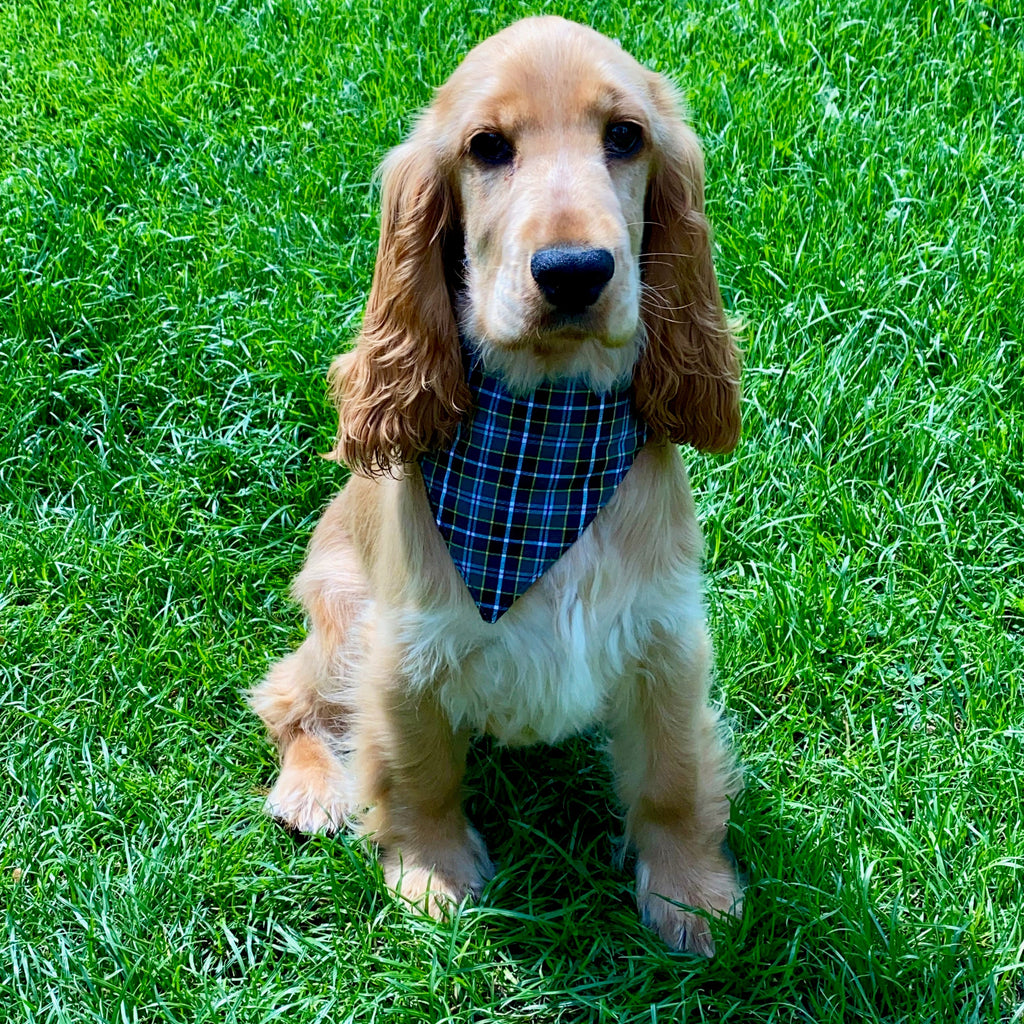 Dog Bandanna- Cornish Field ( hunt)Tartan-0