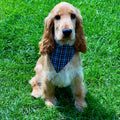 Dog Bandanna- Cornish Field ( hunt)Tartan-0