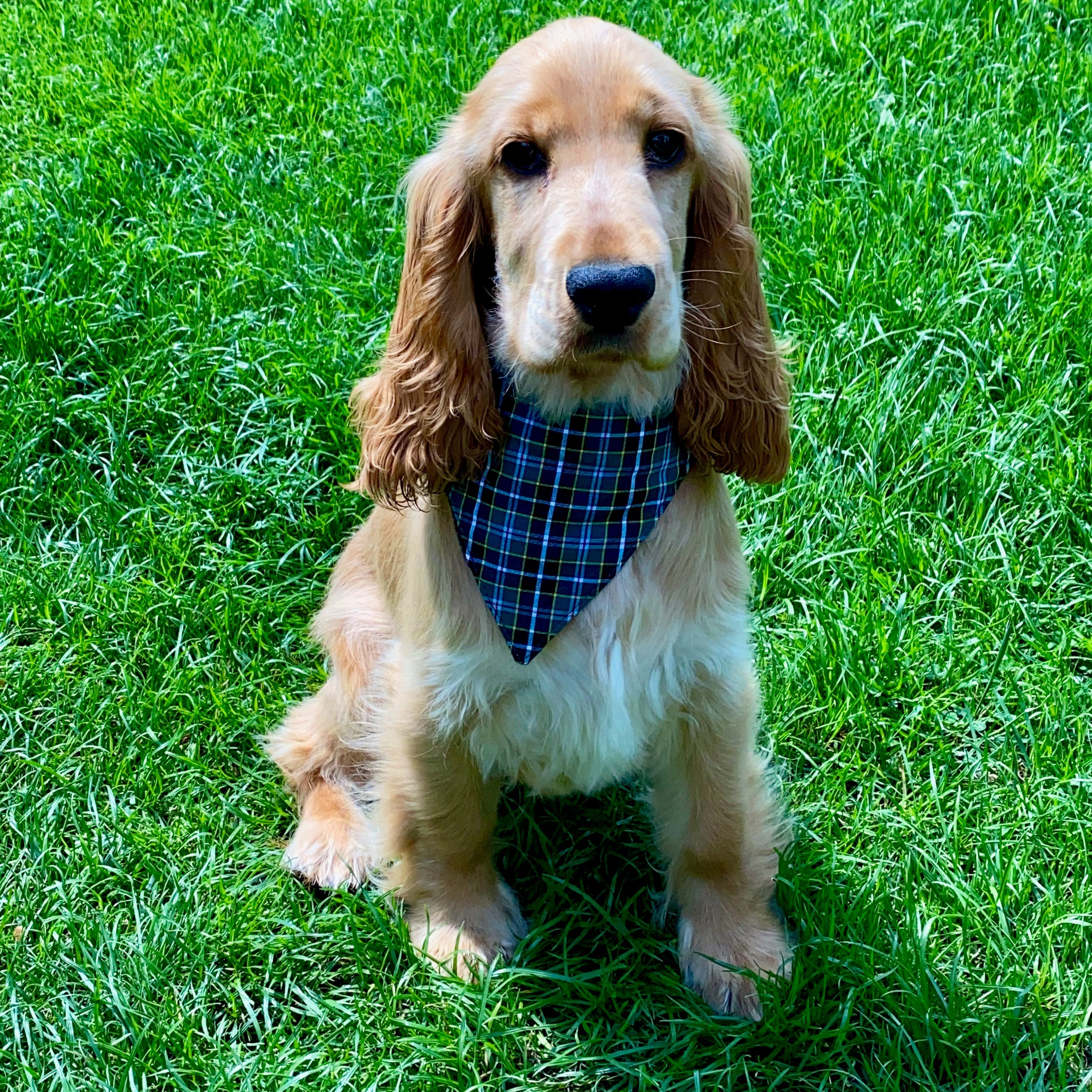 Dog Bandanna- Cornish Field ( hunt)Tartan-0