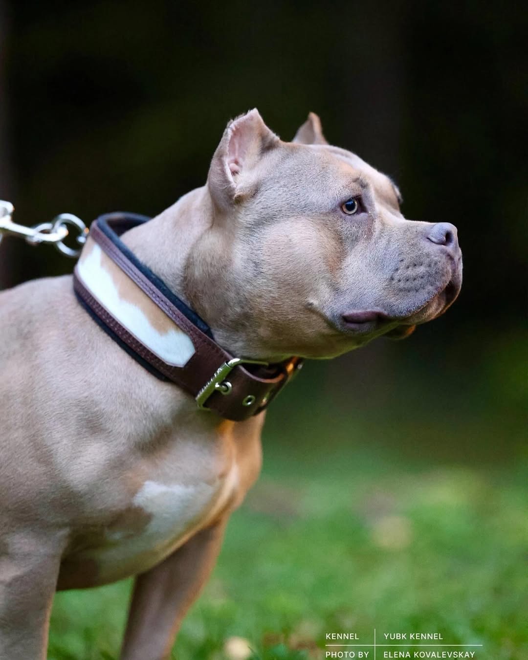 "Buffalo" collar-4