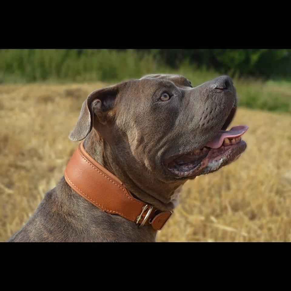 Plain "Style" collar brown-4