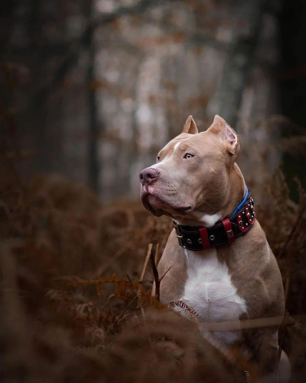 ''Captain A'' Collar-1