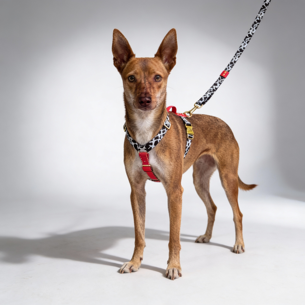 Hundegeschirr Rouge-1