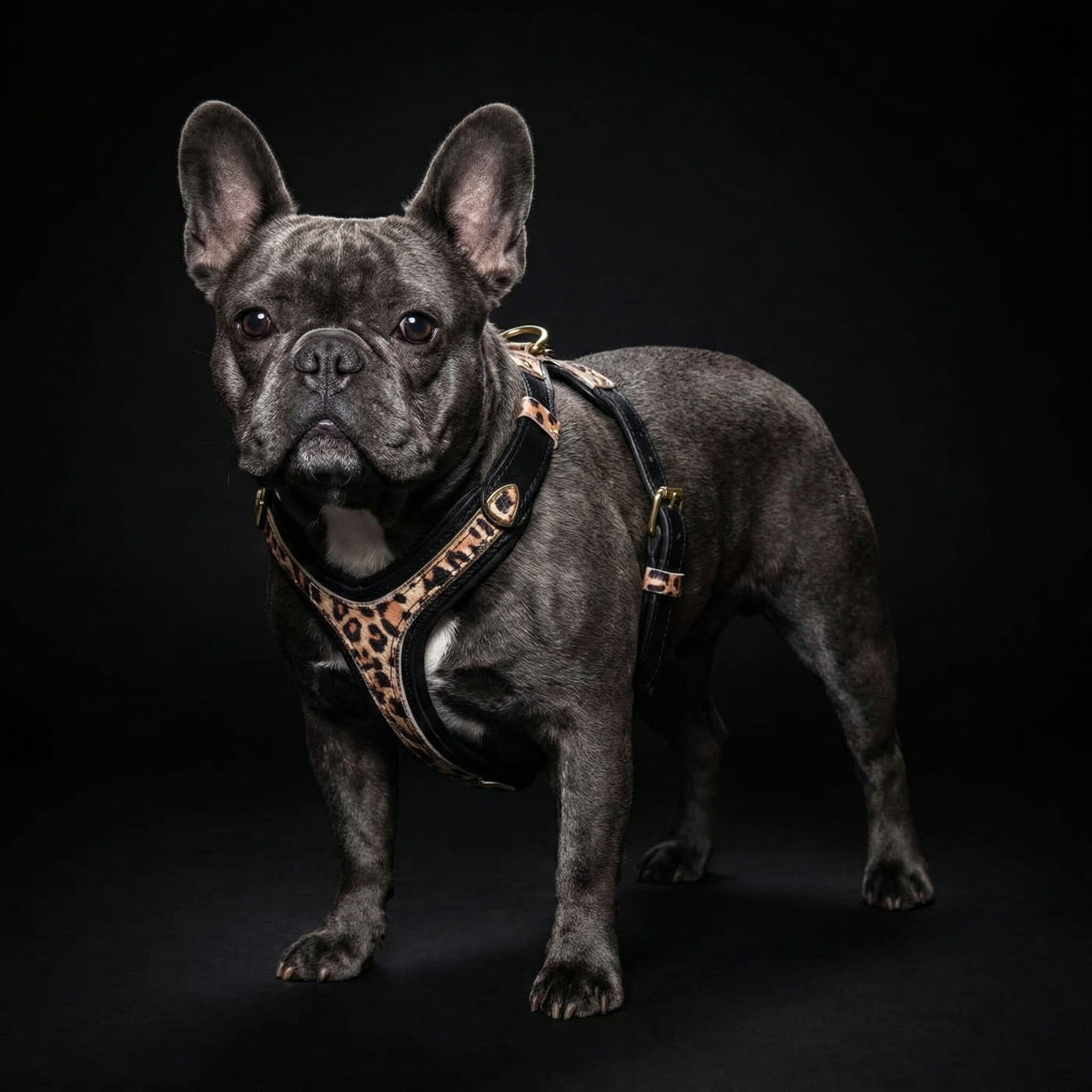 The Leopard Harness Small to Medium Size-3