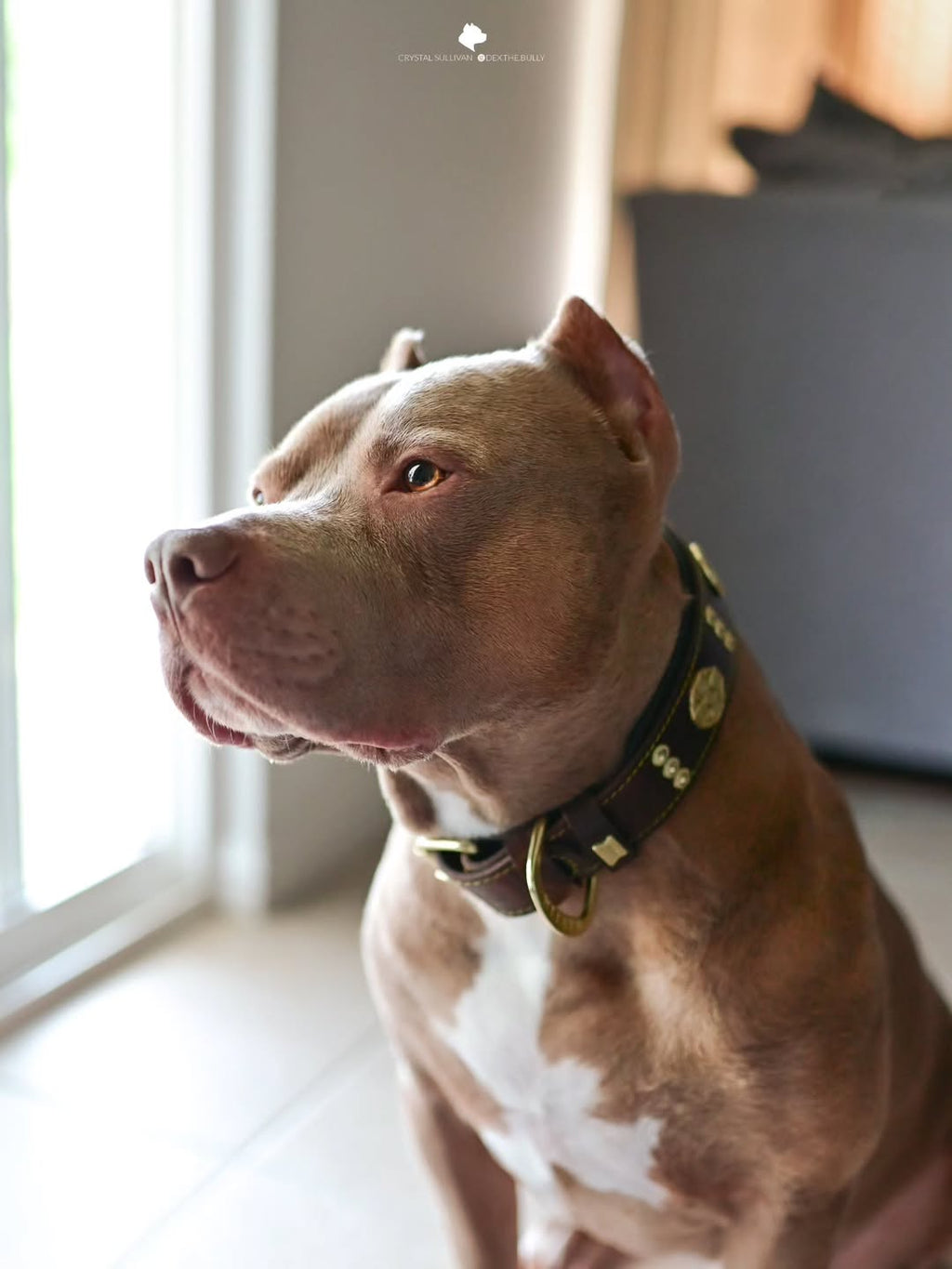 The "Maximus" collar 2.5 inch wide brown & gold-2