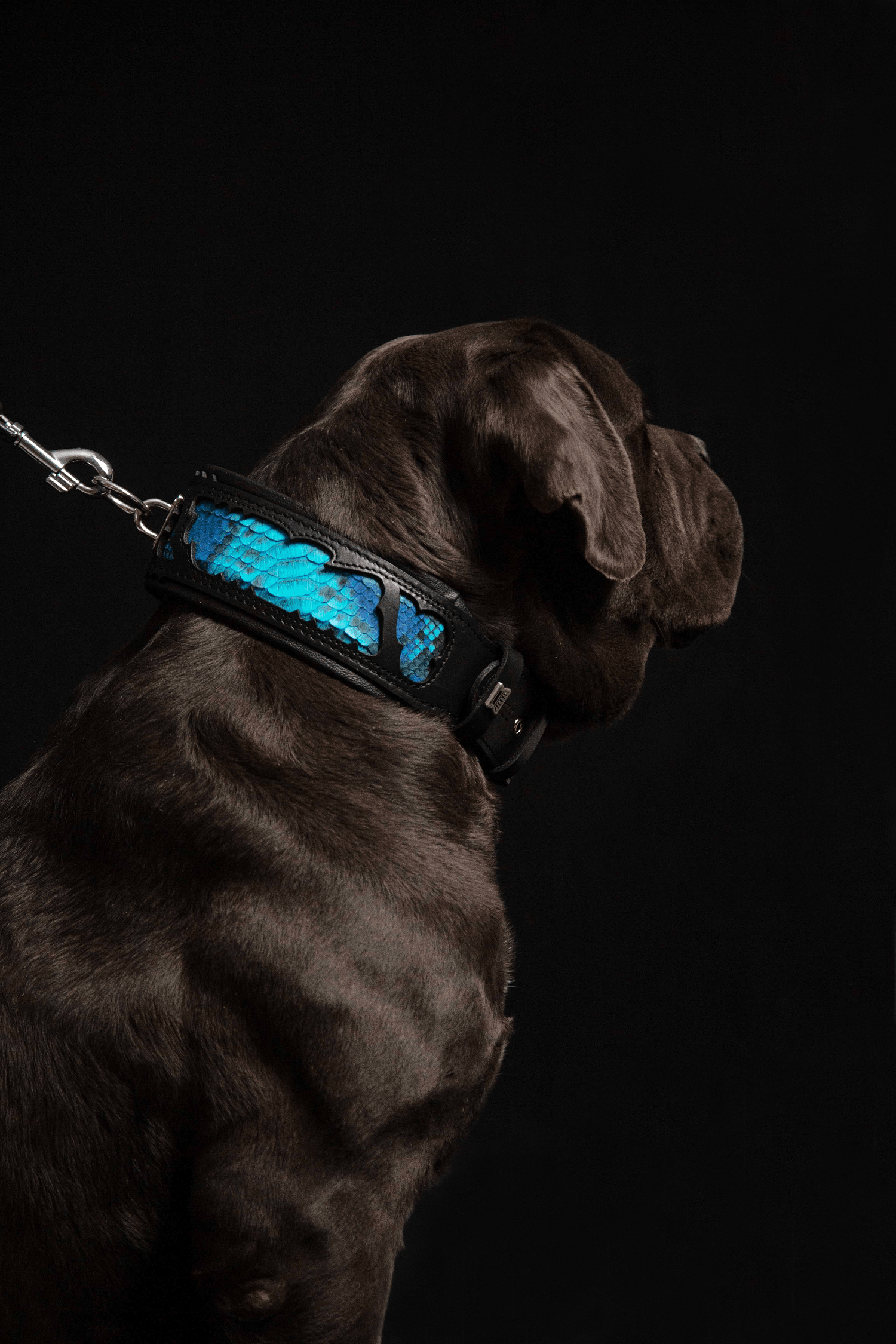 The ''Morelia Python'' collar-4