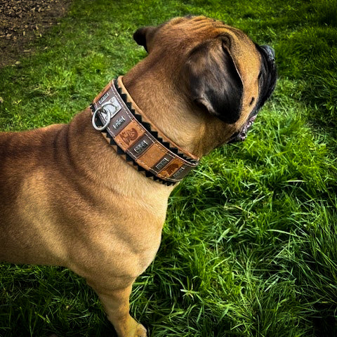 The ''SPQR'' Dog Collar-3