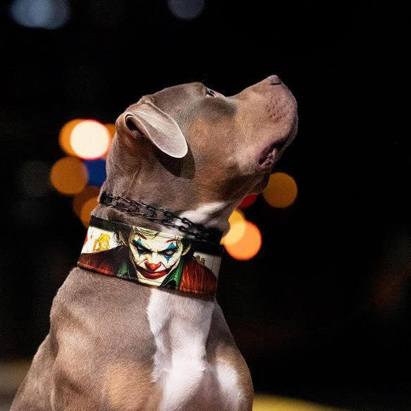 The JK Limited Collar-2