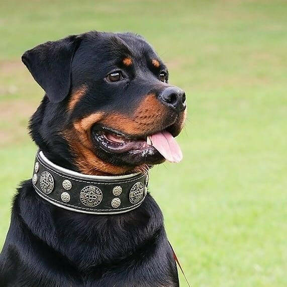 "Hektor" collar-3