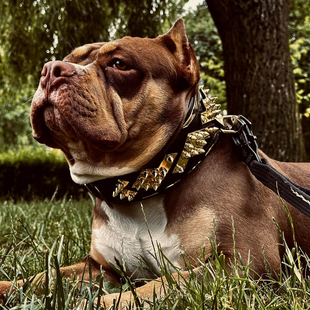 The ''Midas'' Collar Gold-2